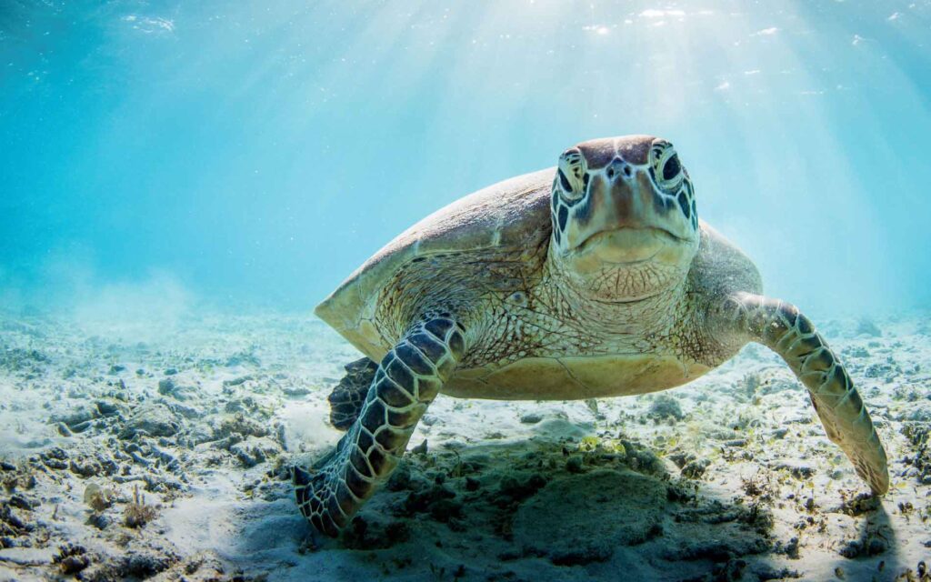 Fascinating Facts About Turtle Breathing