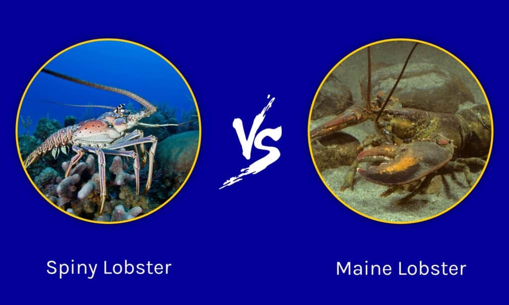 Florida Spiny Lobster vs. Maine Lobster