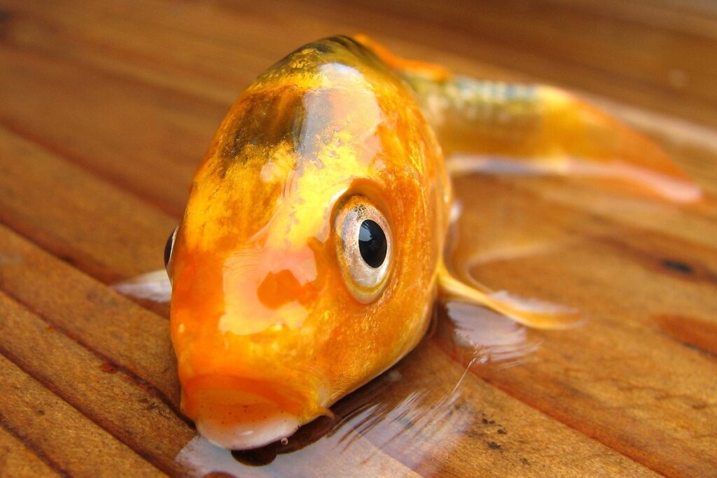 How Long Can Different Fish Survive Without Water