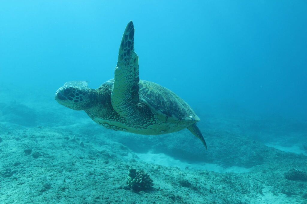 How Long Can a Sea Turtle Hold Its Breath?