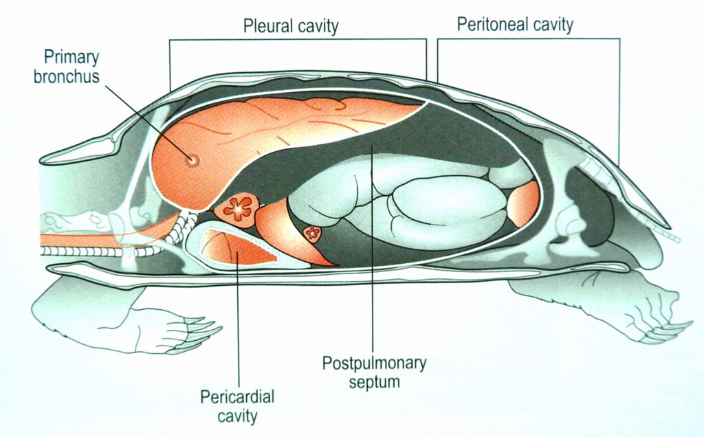 Introduction to Turtle Respiration