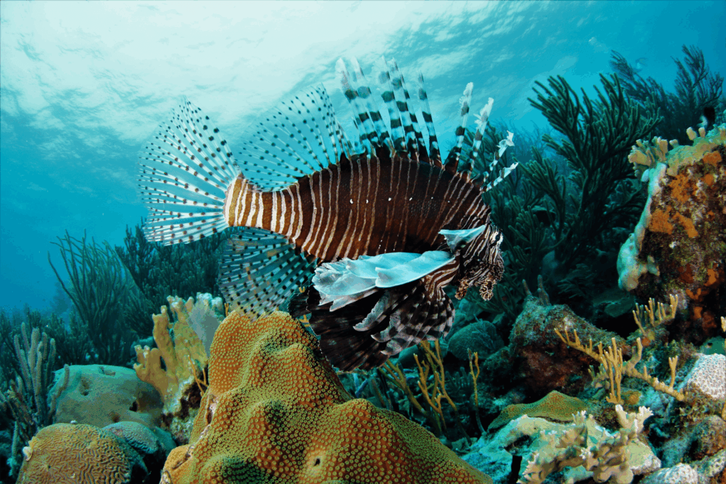 Lionfish Hunting Techniques