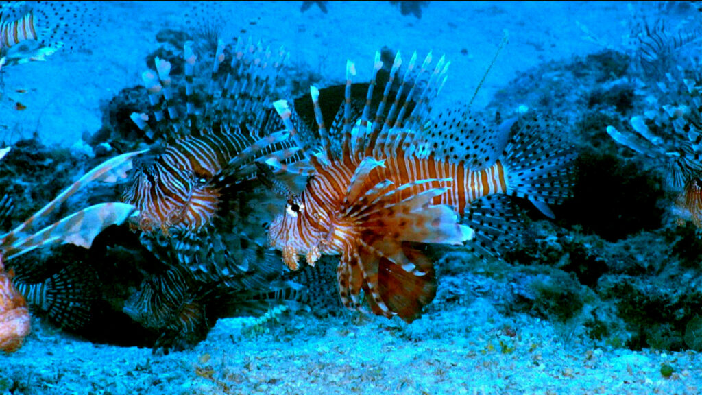 Top 7 Predators of Lionfish Top 7 Predators of Lionfish