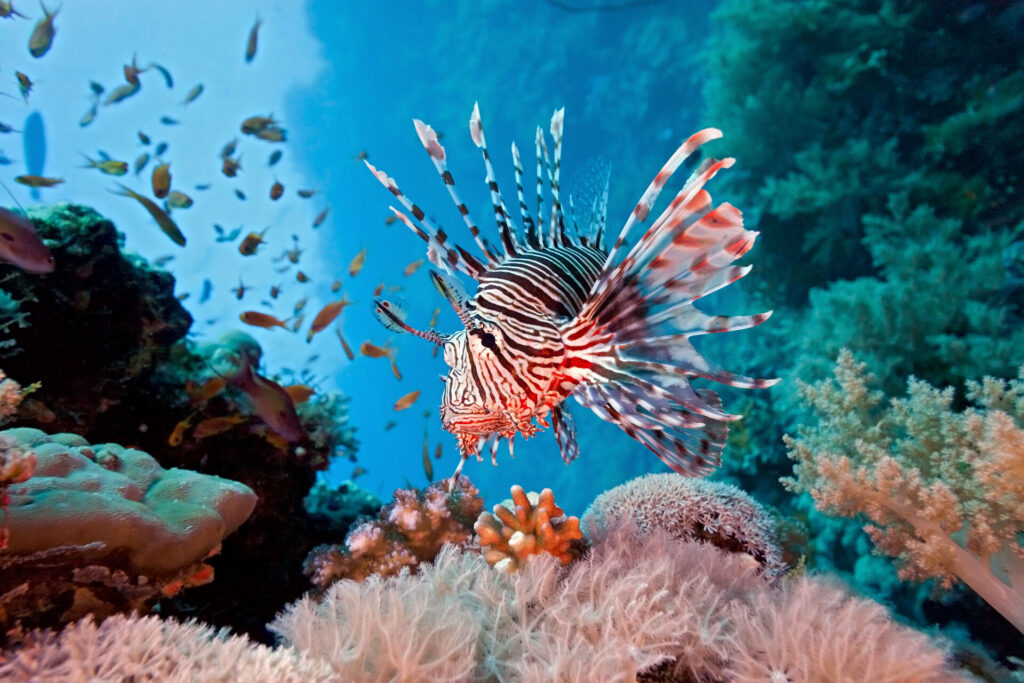 Understanding Lionfish