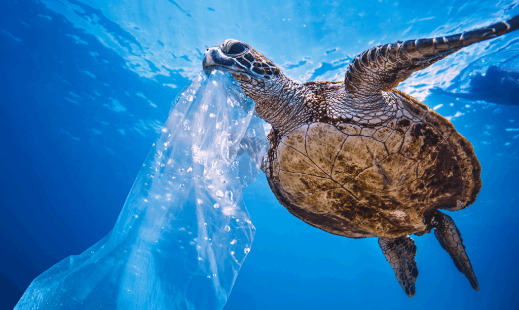 What Determines How Long a Turtle Can Hold Its Breath