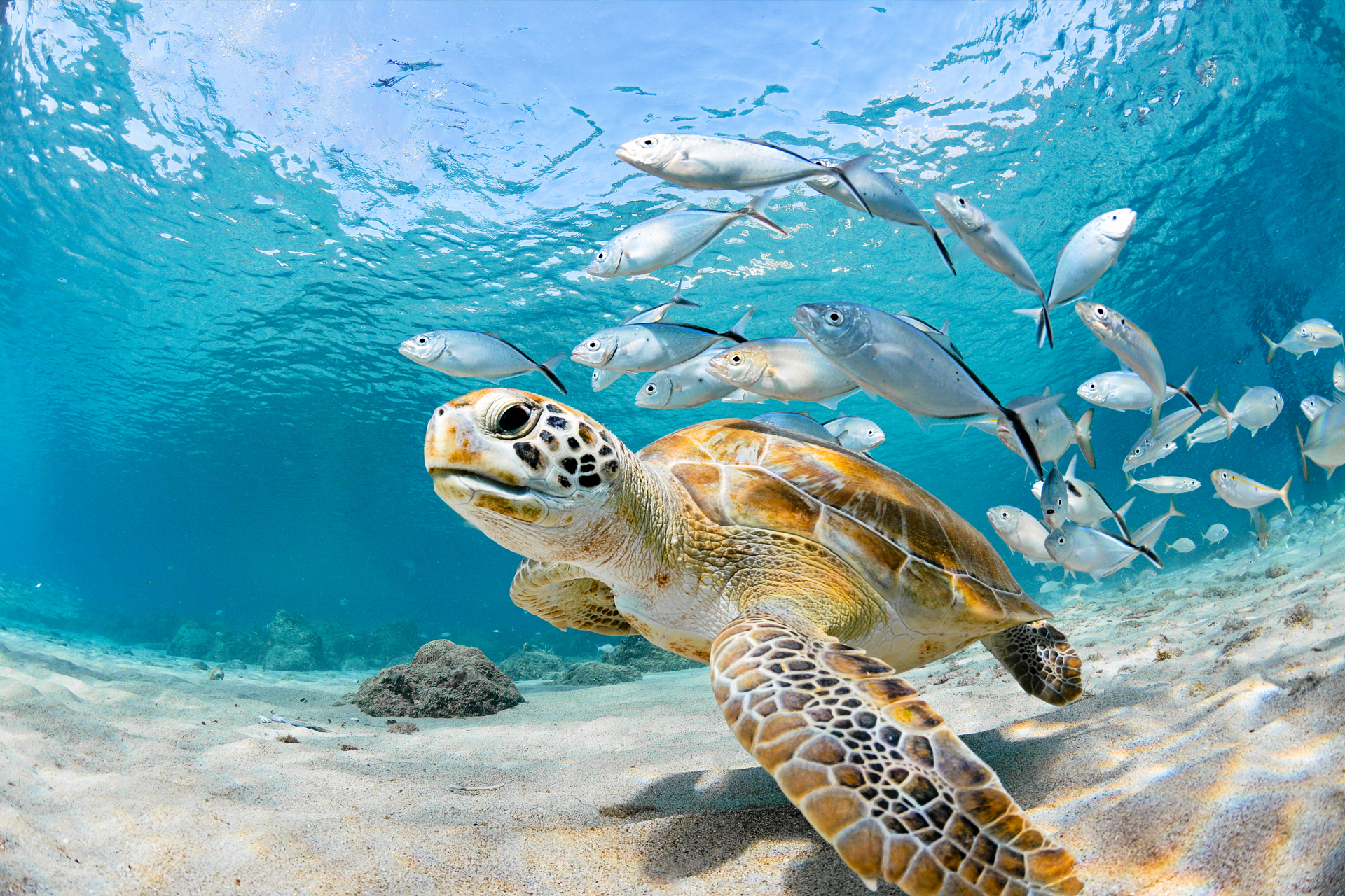 how long can a sea turtle hold its breath