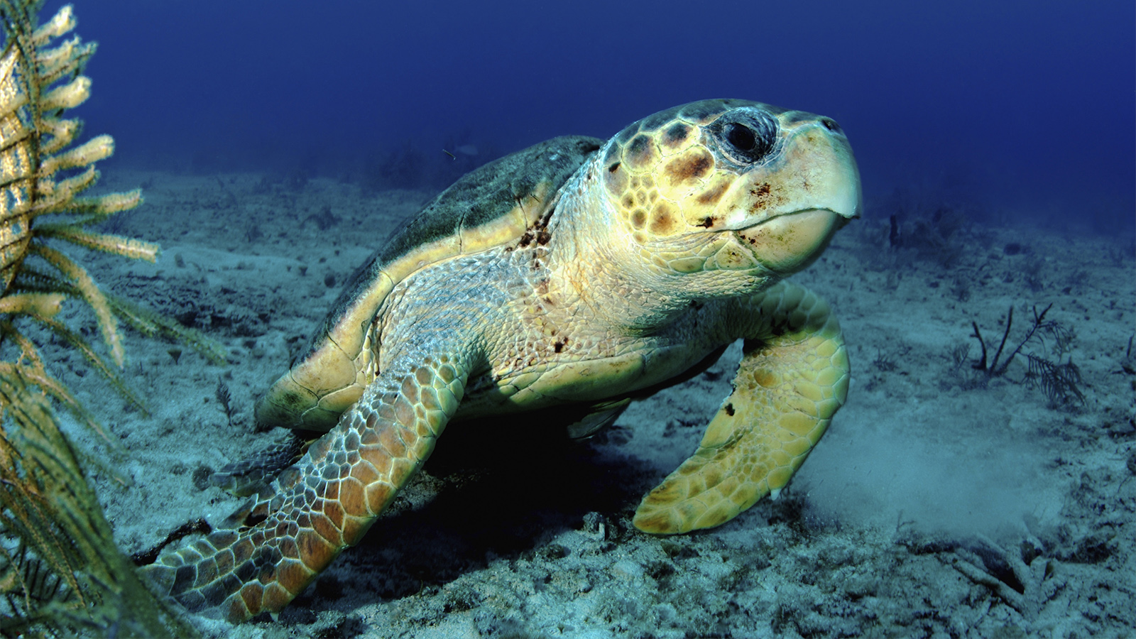 how long can a turtle hold its breath