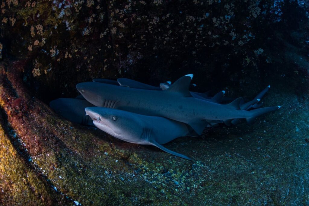 Do Sharks Really Sleep?