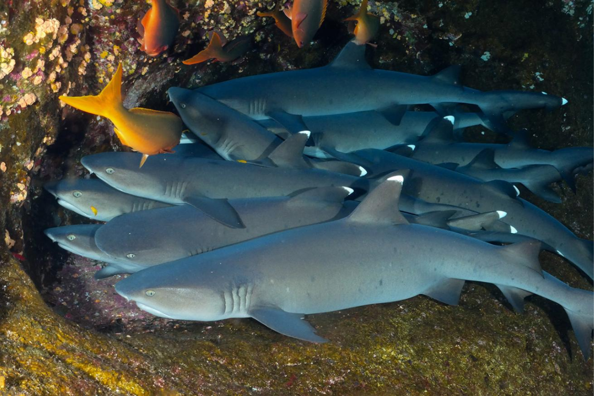 How Long Do Sharks Sleep