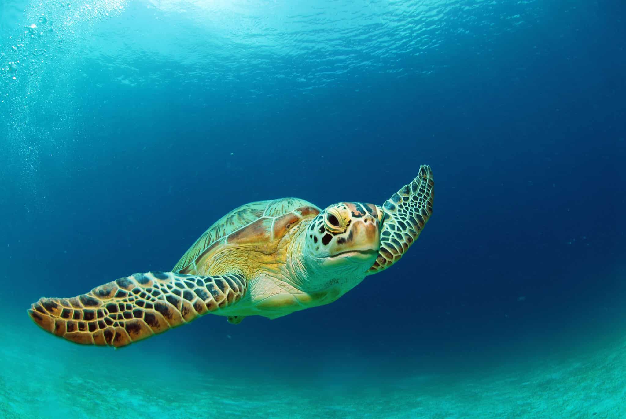 how long does a turtle hold its breath