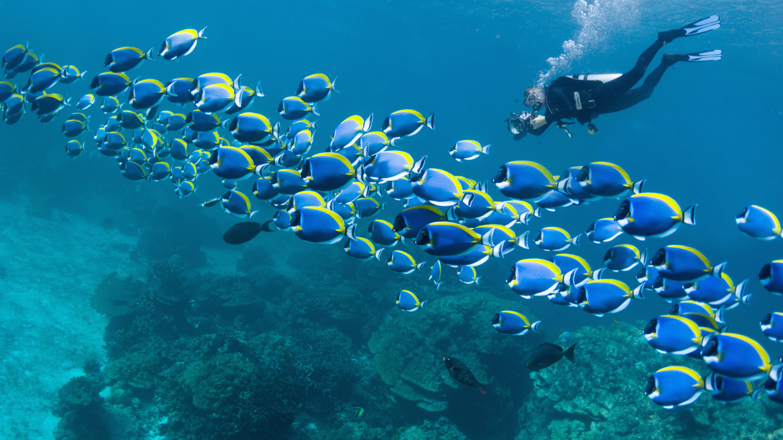 how to become a saturation diver