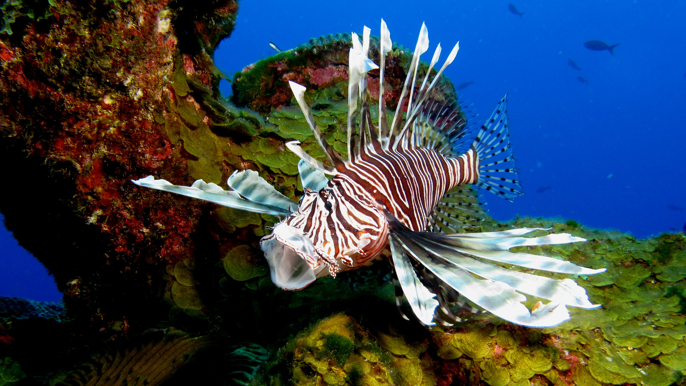 what eats lionfish