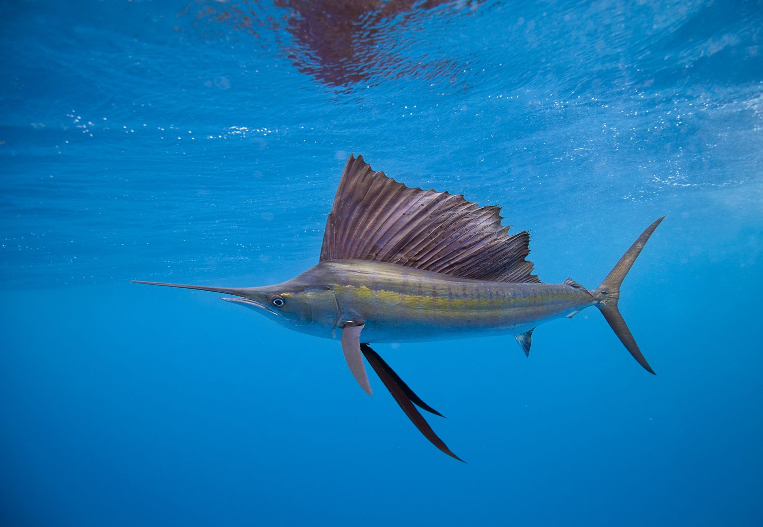 whats the fastest animal in the ocean