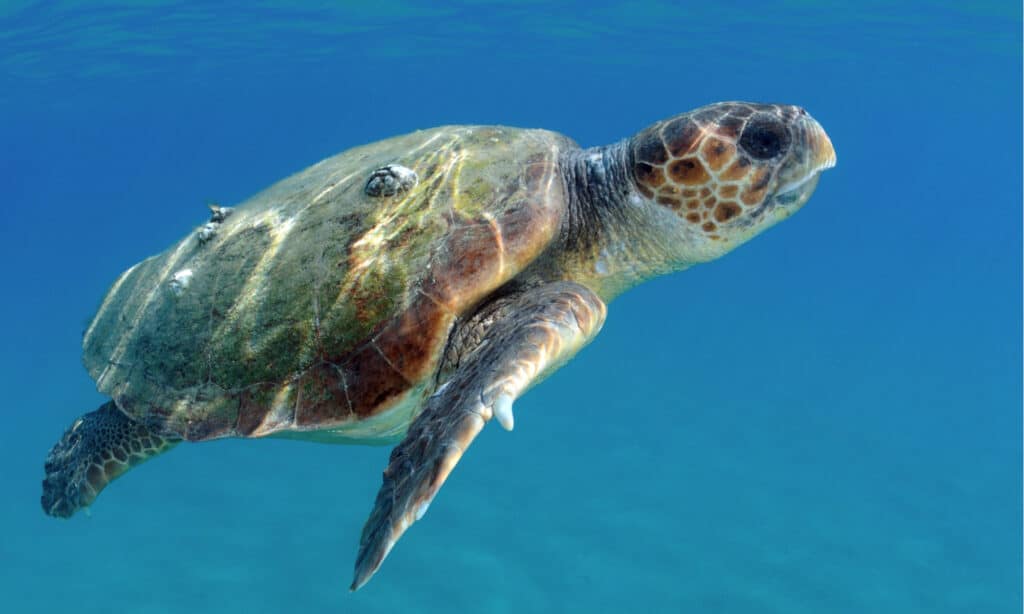 Top Speeds of Sea Turtles Top Speeds of Sea Turtles
