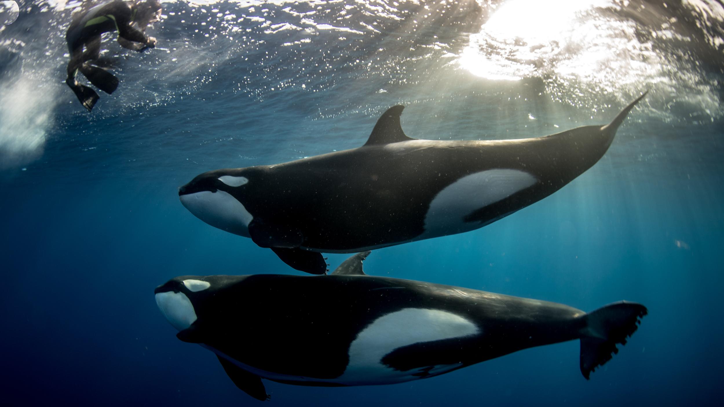 how deep can a killer whale dive