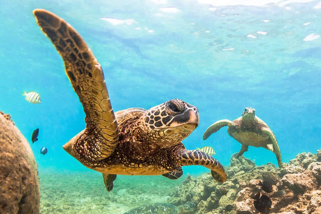 how long can a turtle hold their breath