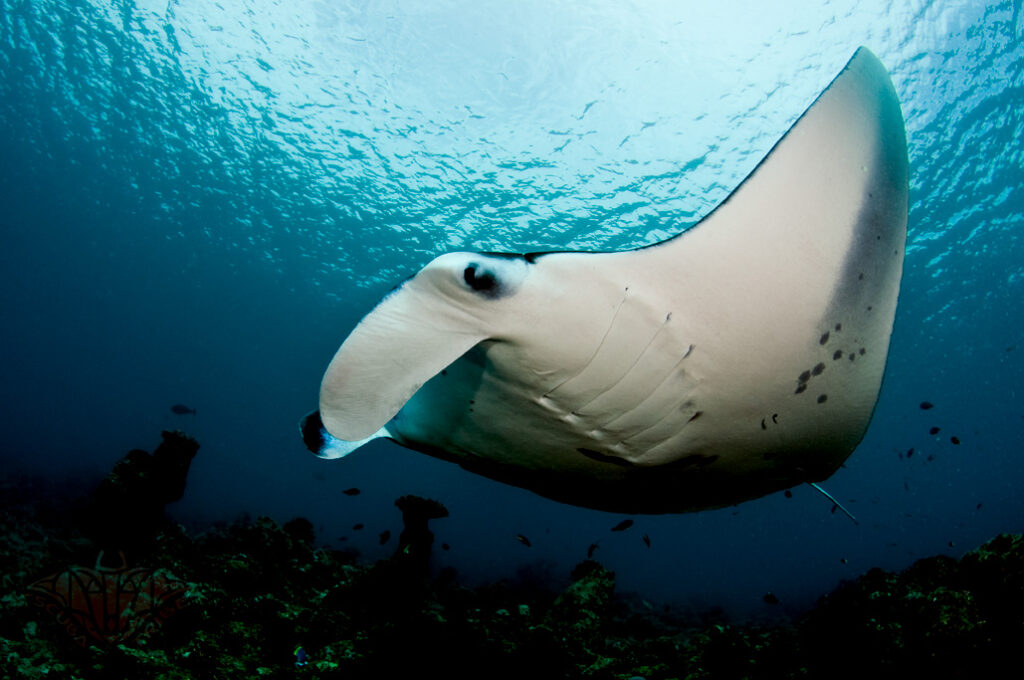 Understanding Manta Rays and Their Ecosystem