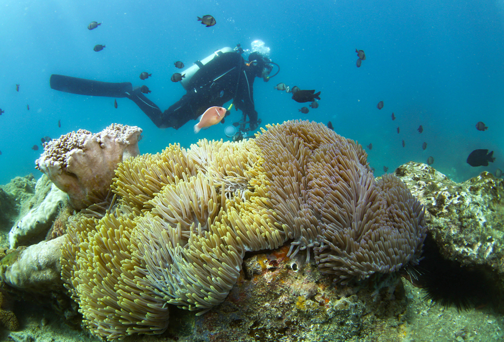 Colorful reef and fish in Sanya
