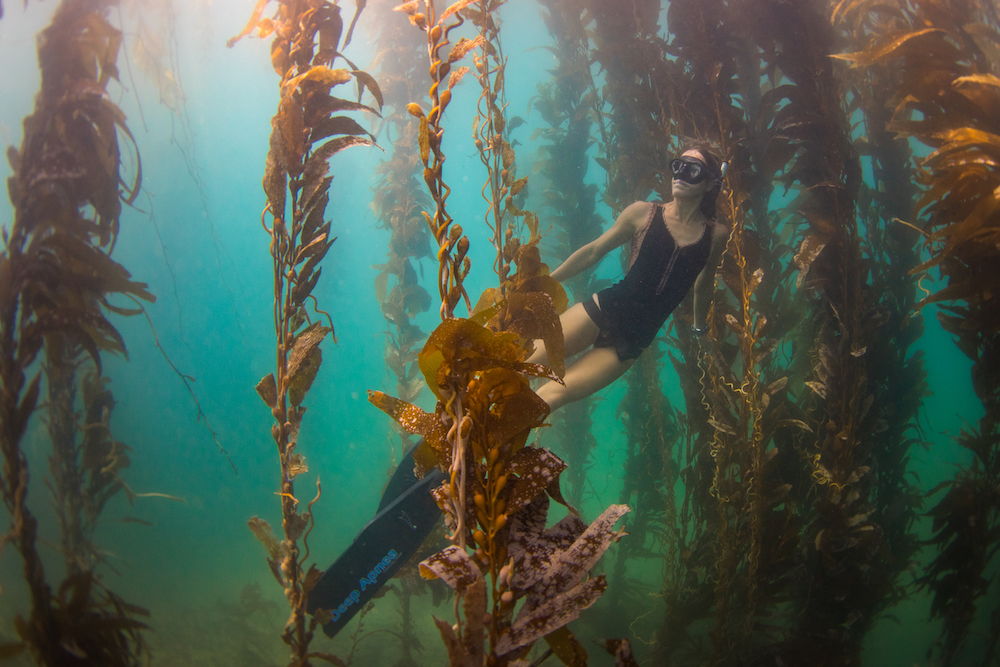 Diver swimming through kelp forest