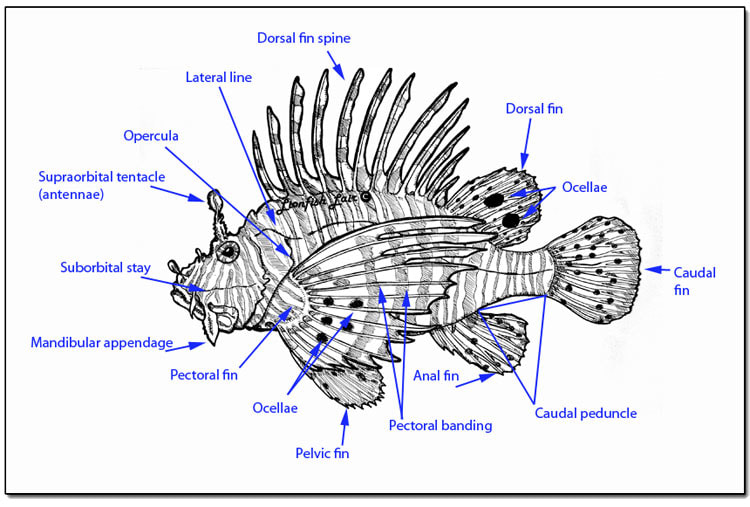 Detailed anatomical diagram labeling key Pterois features including venomous spine locations