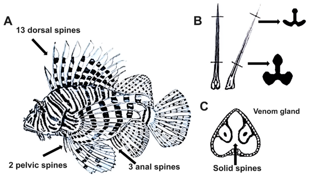 Medical diagram showing proper wound care procedures for Pterois envenomation