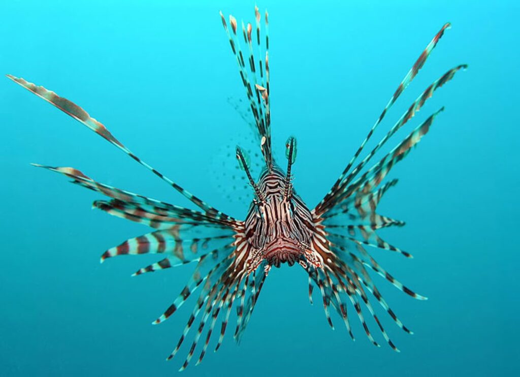 Underwater photograph of Pterois hunting behavior with extended pectoral fins