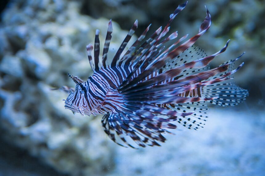 lionfish genus