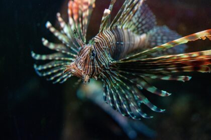 pterois