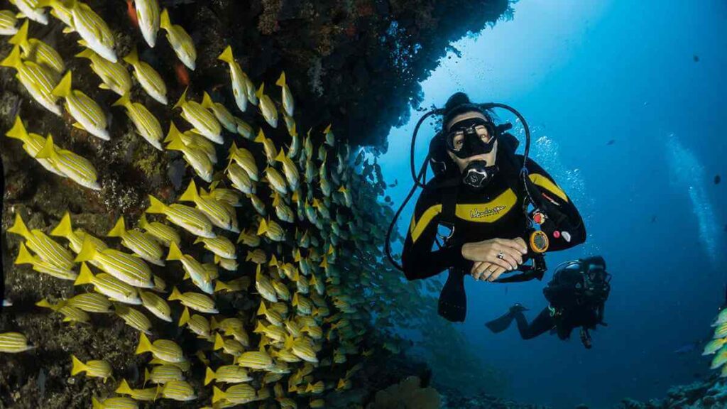 How to Observe and Identify Marine Life Underwater