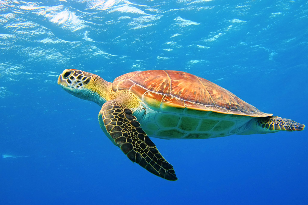 Loggerhead Sea Turtle (Caretta caretta)