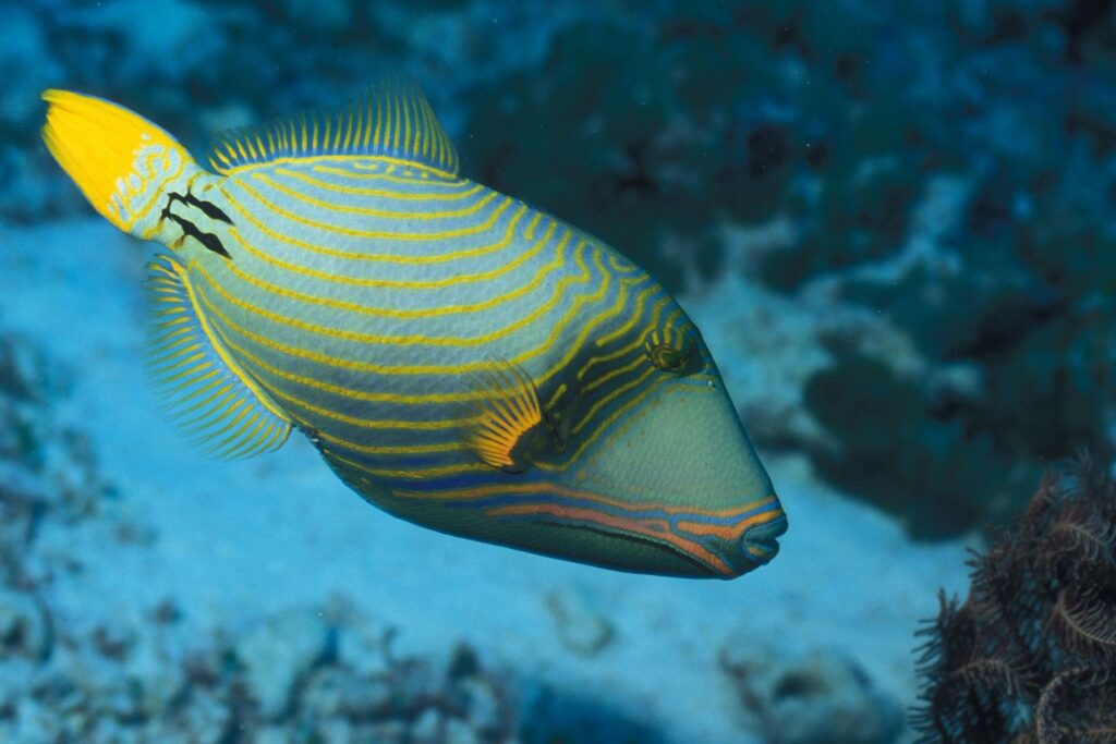 Triggerfish (Family Balistidae)