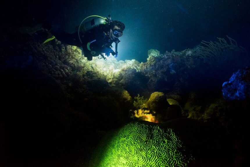 scuba diving night dive tips