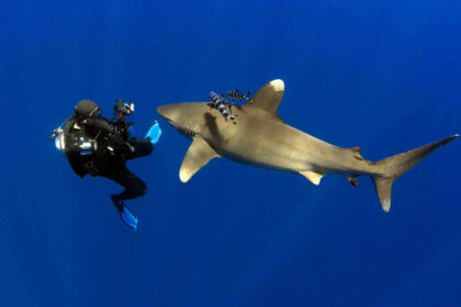 diving with sharks safety guide