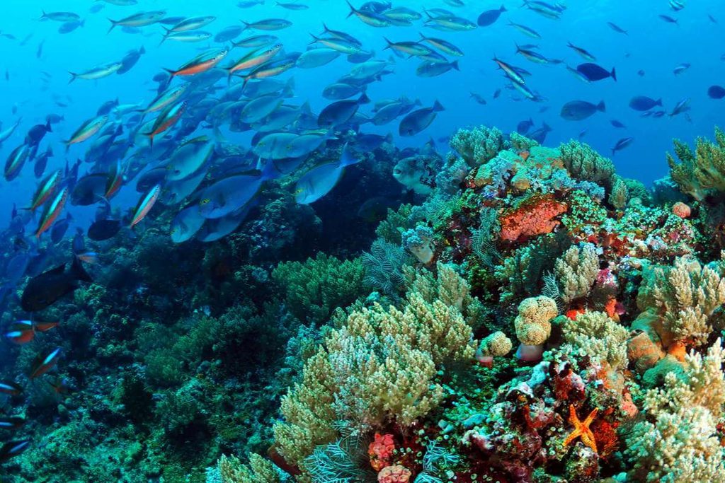 Best Scuba Diving Destinations by Marine Life