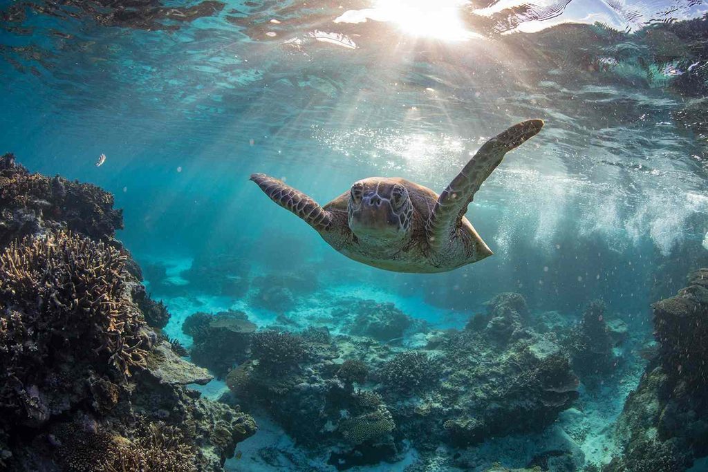 Best Scuba Diving Destinations by Month